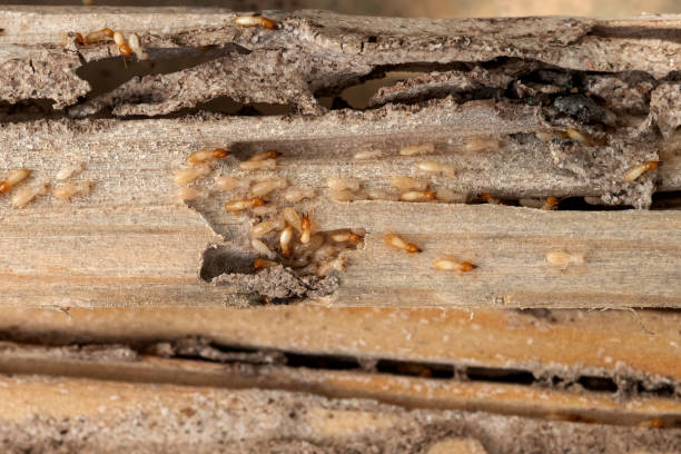 Best Pest Inspection Near Me  in Hancock, MI